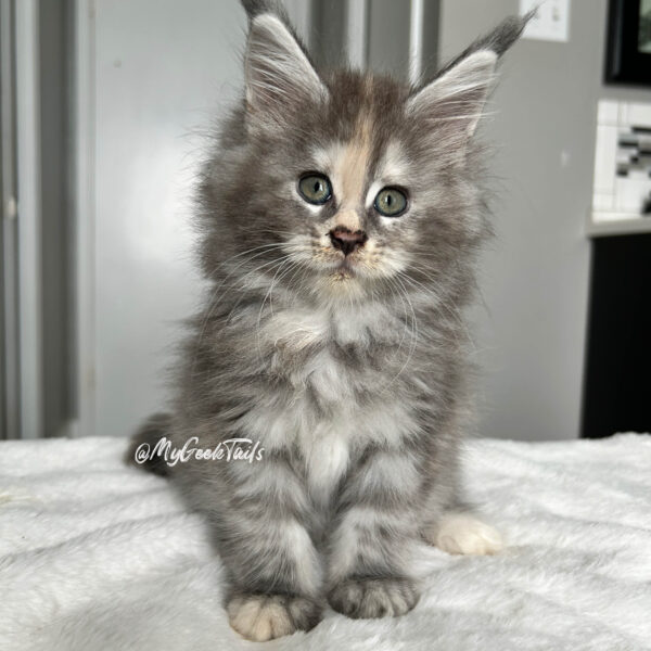 Blue tortie female Maine Coon kitten in Houston Texas