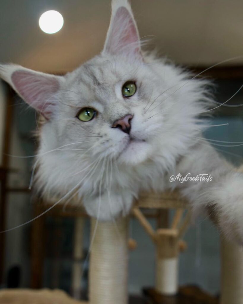 Blue shaded male Maine coon Houston Texas