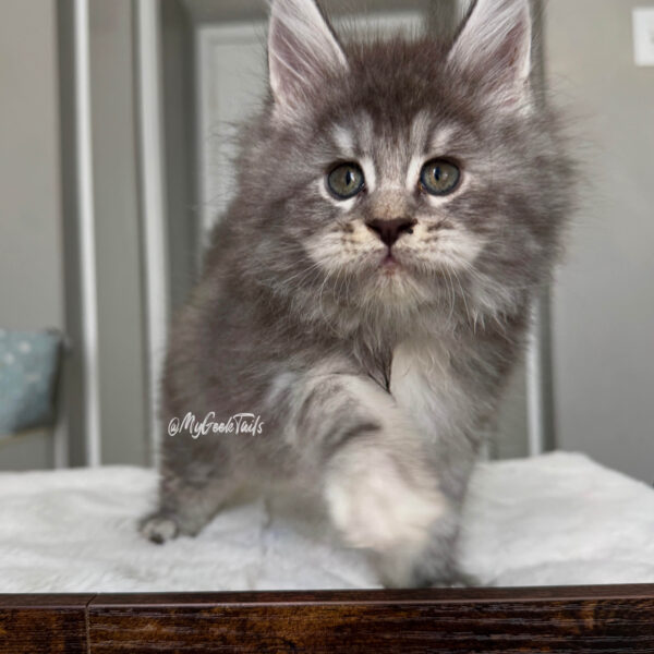 blue tabby female maine coon kitten for sale Houston Texas