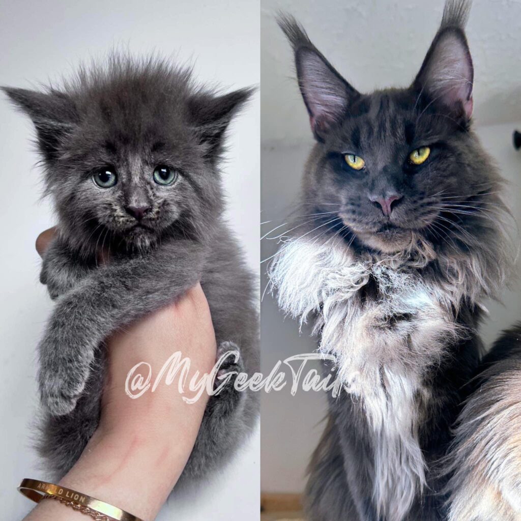 Blue solid Male Maine Coon kitten Houston Texas