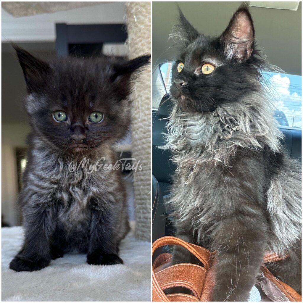 Black smoke female Maine coon kitten Houston Texas