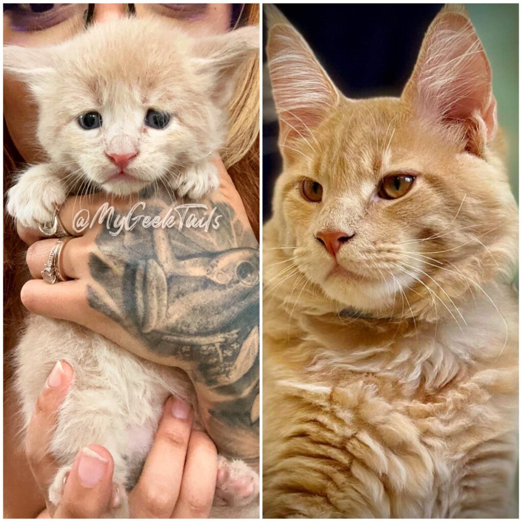 Orange tabby Male Maine Coon Kitten Houston Texas