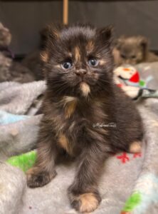 Black Tortie female Maine Coon Kitten for sale Houston Texas