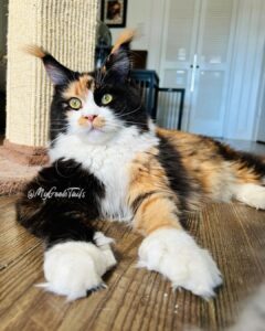 Calcio female Maine coon kitten for sale Houston Texas