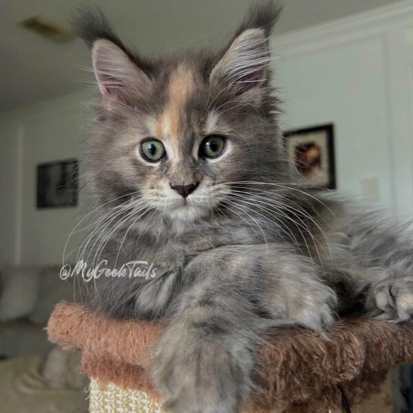 Maine Coon female polydactyl tortie for sale Houston Texas
