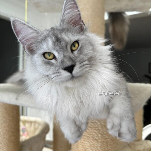 Black silver polydactyl female for sale Houston Texas
