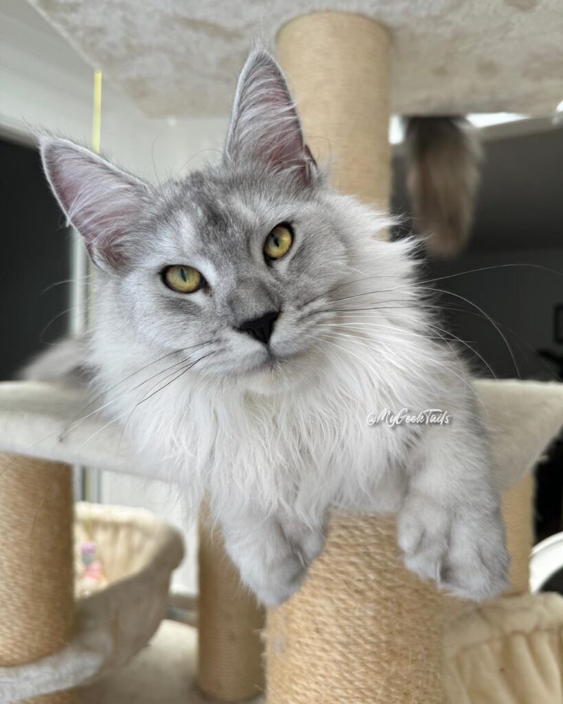 Black silver polydactyl female for sale Houston Texas