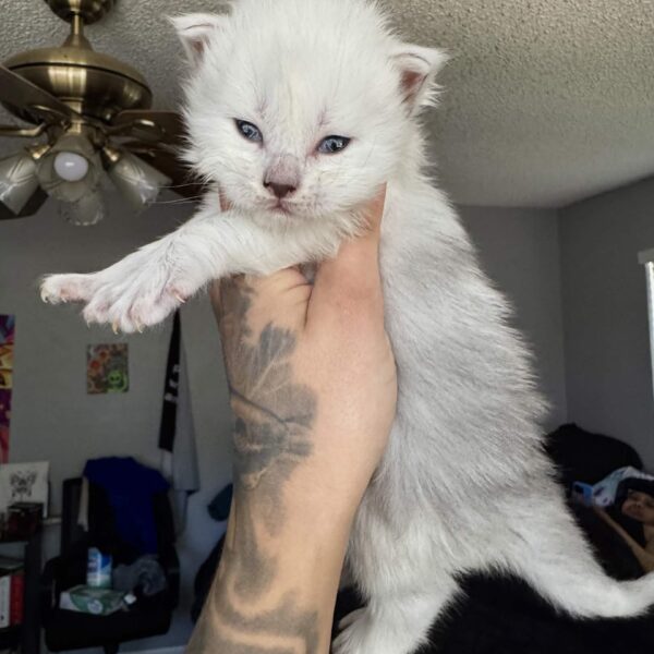 female polydactyl Maine Coon kitten Houston Texas for sale