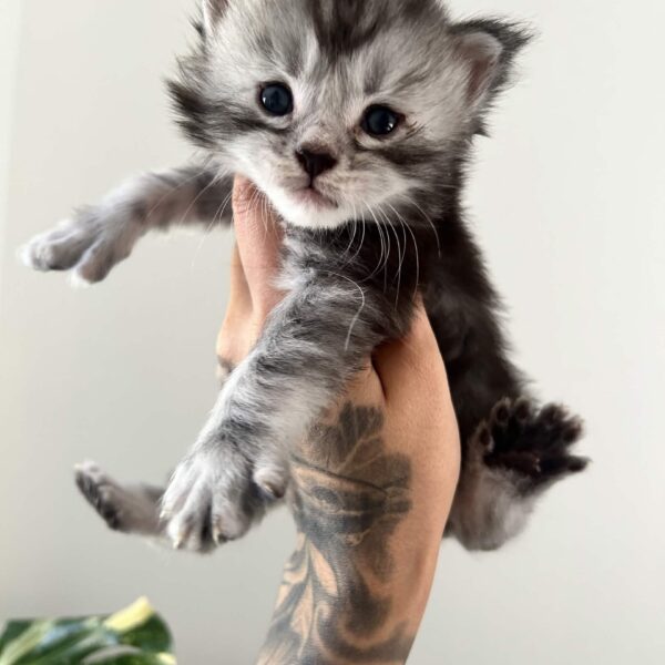 Blue tabby male polydactyl maine coon kitten houston texas for sale