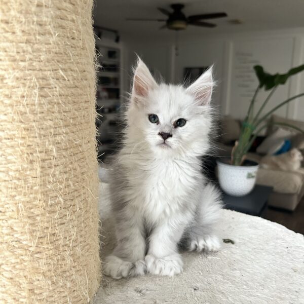 Female Polydactyl Blue Shaded Maine Coon Kitten for sale Houston Texas