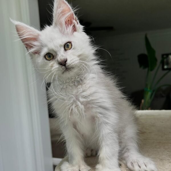 Blue shaded female polydactyl Maine Coon Kitten Houston texas for sale