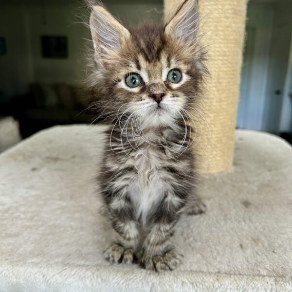 Male Polydactyl Maine Coon kitten for sale Houston Texas