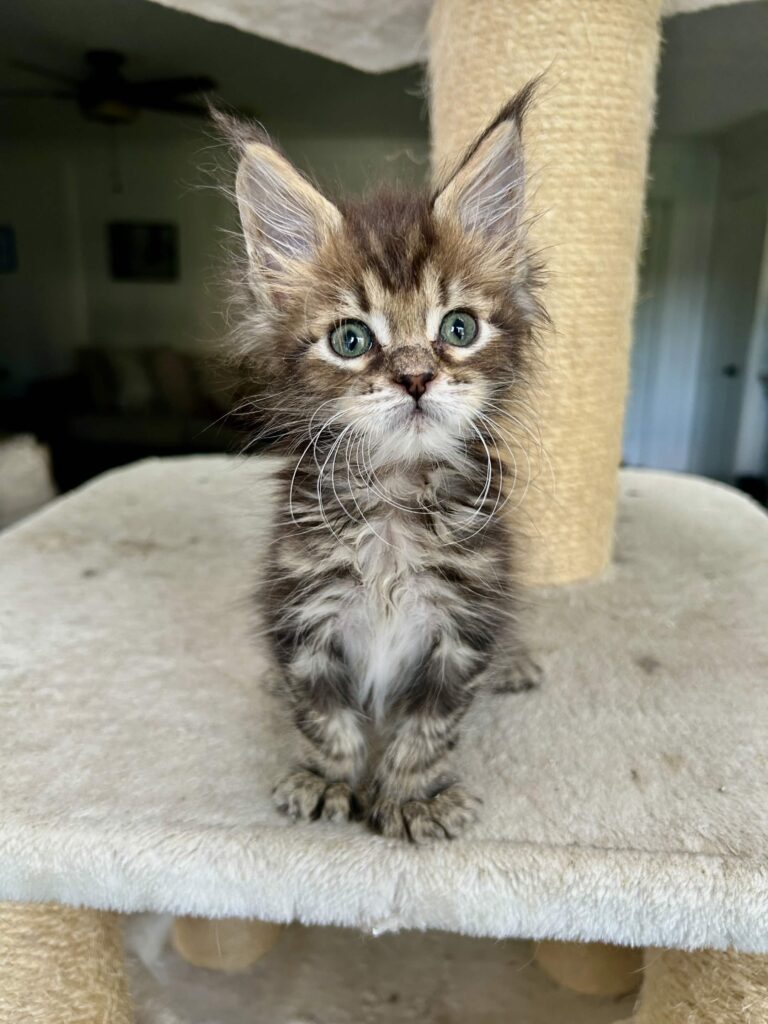 Male Polydactyl Maine Coon kitten for sale Houston Texas