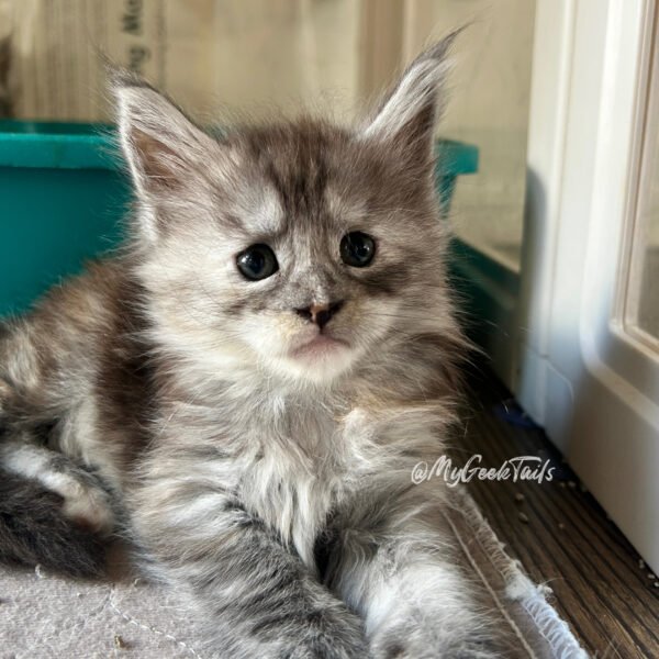 A Female black smoke tortie Maine Coon Kitten for sale Houston Texas