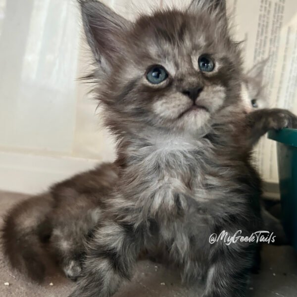 Female Black smoke Maine Coon Kitten for sale Houston Texas
