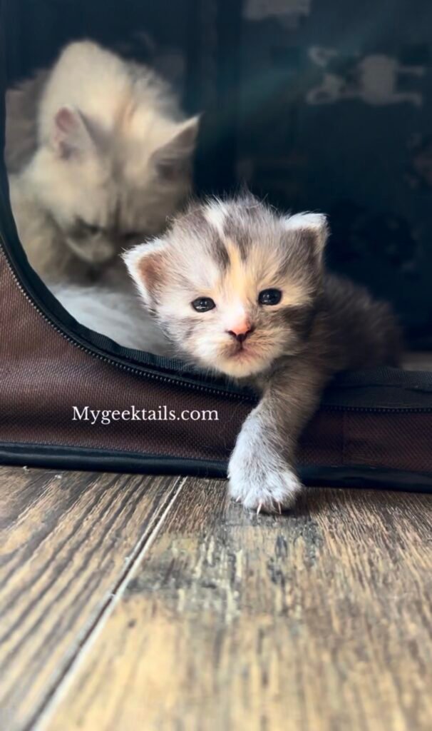 Black smoke tortie female Maine Coon Kitten for sale Houston Texas