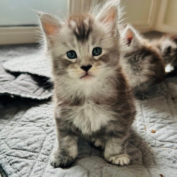 Black Tabby Male Maine Coon kitten for sale Houston Texas