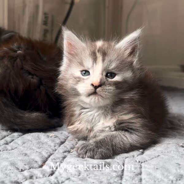 “Chloe”- Black Smoke Tortie Female Maine Coon Kitten For sale Houston Texas