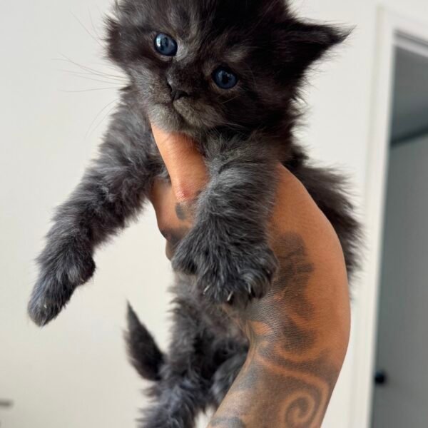 Female black smoke Maine Coon Kitten for sale Houston Texas