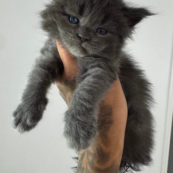 Blue female Maine coon kitten Houston Texas for sale