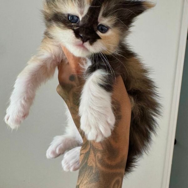 Maine Coon Kitten Female for sale Houston Texas