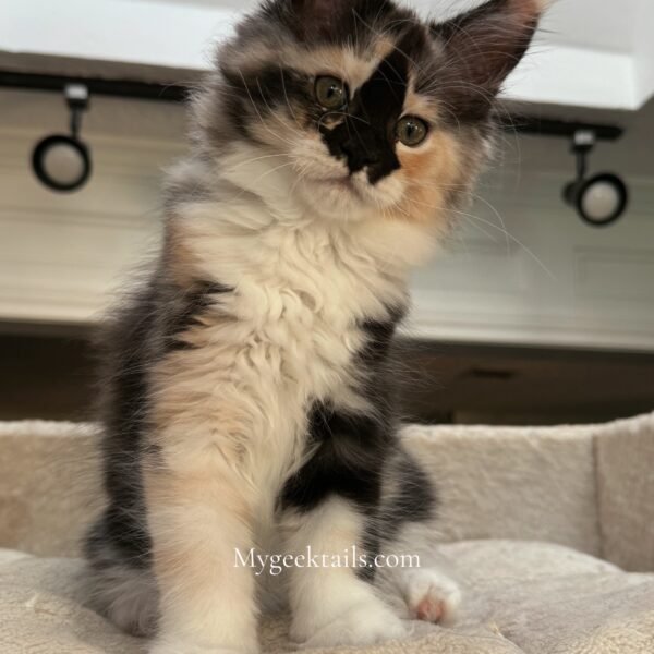 Female Calico Maine Coon Kitten for sale Houston Texas