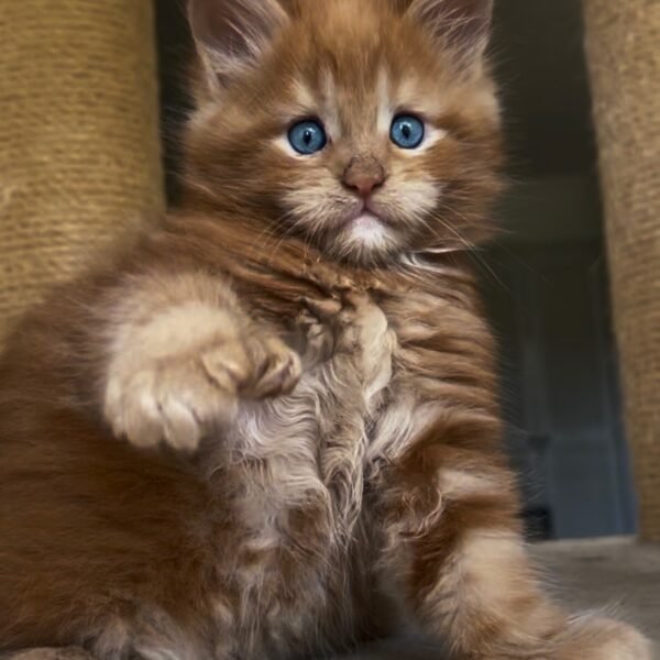 Red Tabby Maine Coon Kitten polydactyl male for sale Houston Texas