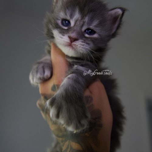 Blue tabby polydactyl Maine Coon kitten for sale Austin Texas