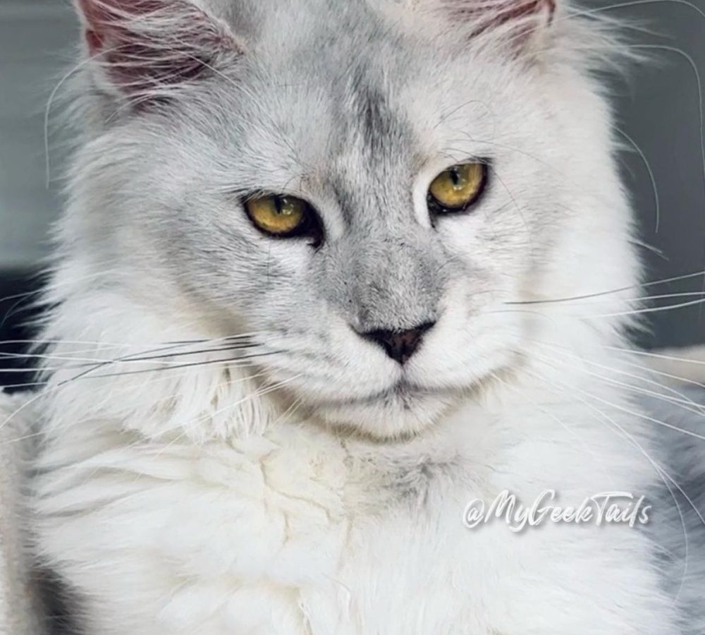 Maine Coon Kitten for sale Houston Texas