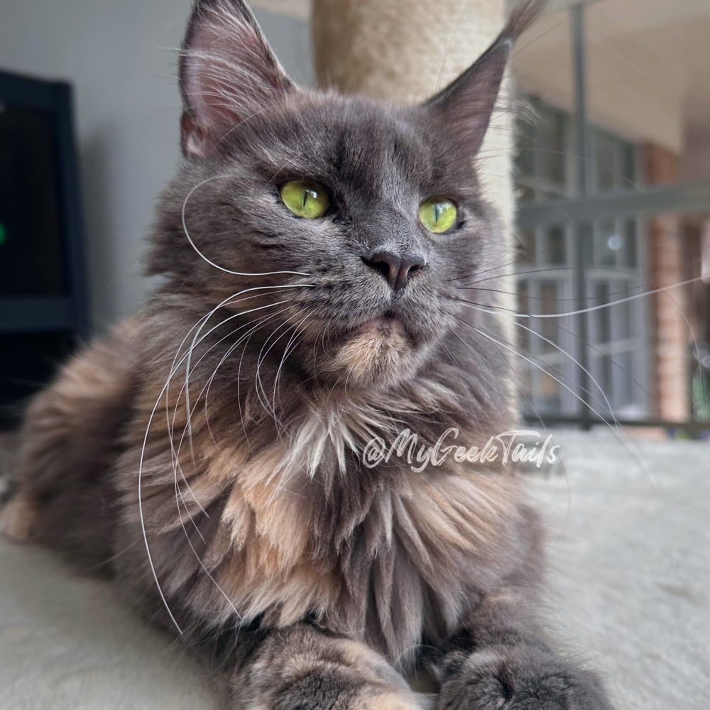 Maine Coon Kitten for sale Houston Texas