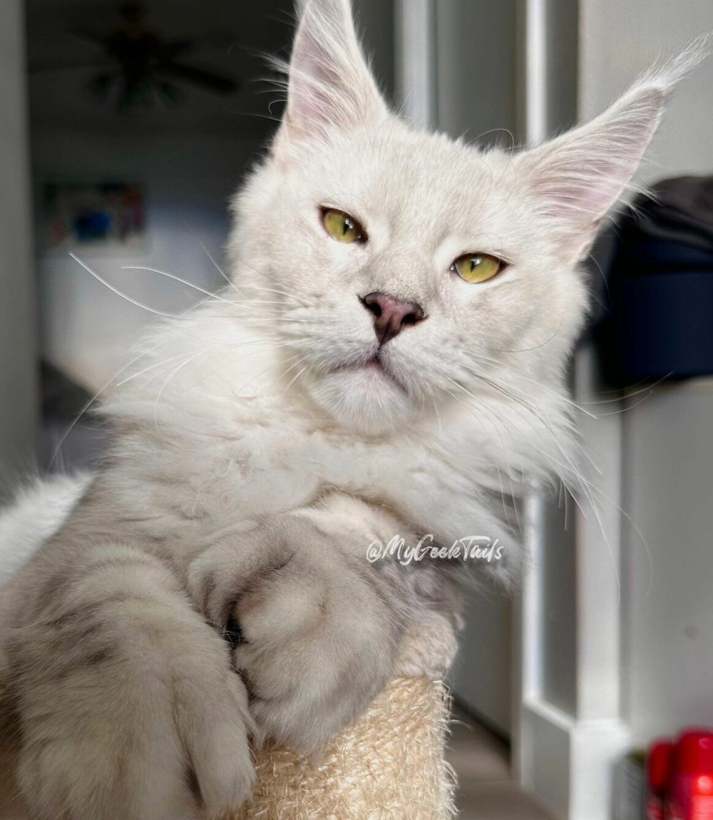 Maine Coon Kitten for sale Houston Texas