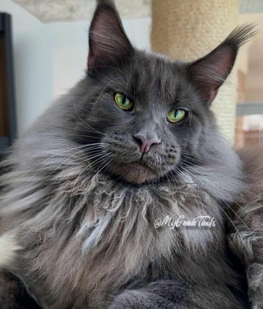 Maine Coon Kitten for sale Houston Texas