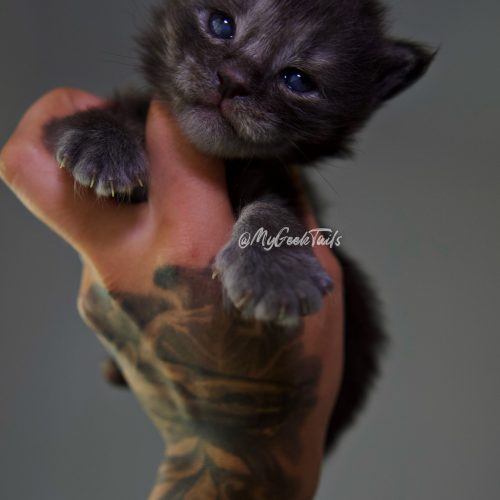 Black Smoke Maine coon kitten for sale Austin Texas
